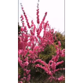 花87