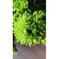 花88