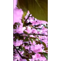 花90