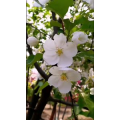 花91