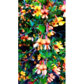 花96