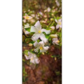 花97