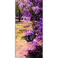 花100