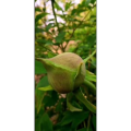 花102