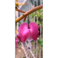 花103