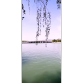花104