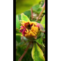 花105