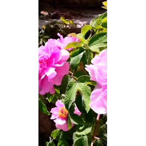 花108