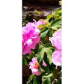花108