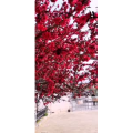 花111