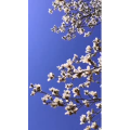 花112