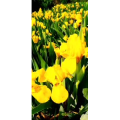 花113
