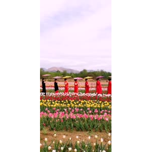 花117