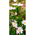 花119