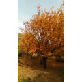 花120