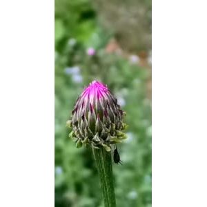 花121