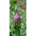 花121