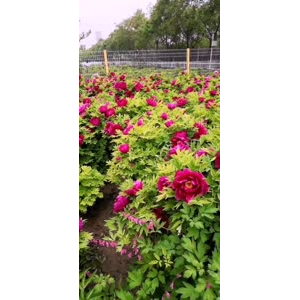 花123