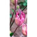 花124