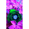 花126