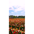 花127