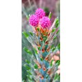 花128