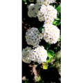 花129