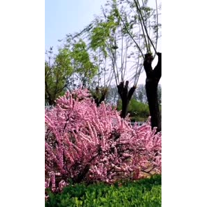 花130