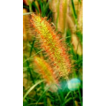 花131
