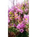 花134