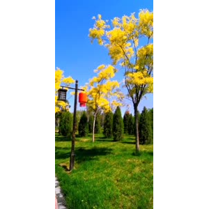 花135