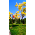 花135