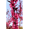 花138