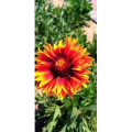 花139