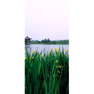 花140