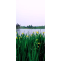 花140