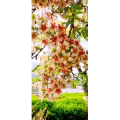 花141