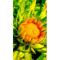 花142