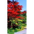 花146