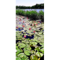 花148