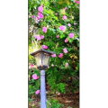 花155