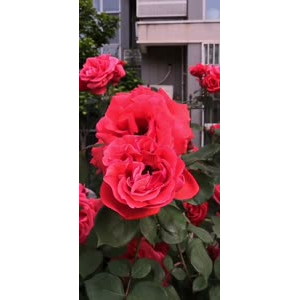 花156