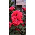 花156