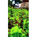 花158