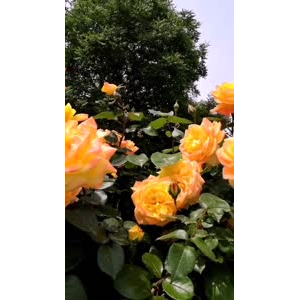 花159