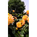 花159