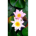 花162