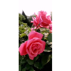 花164