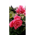 花164