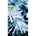 花165